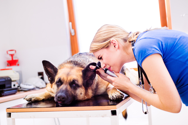 Veterinary Assistant course