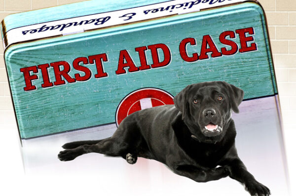 Pet First Aid course