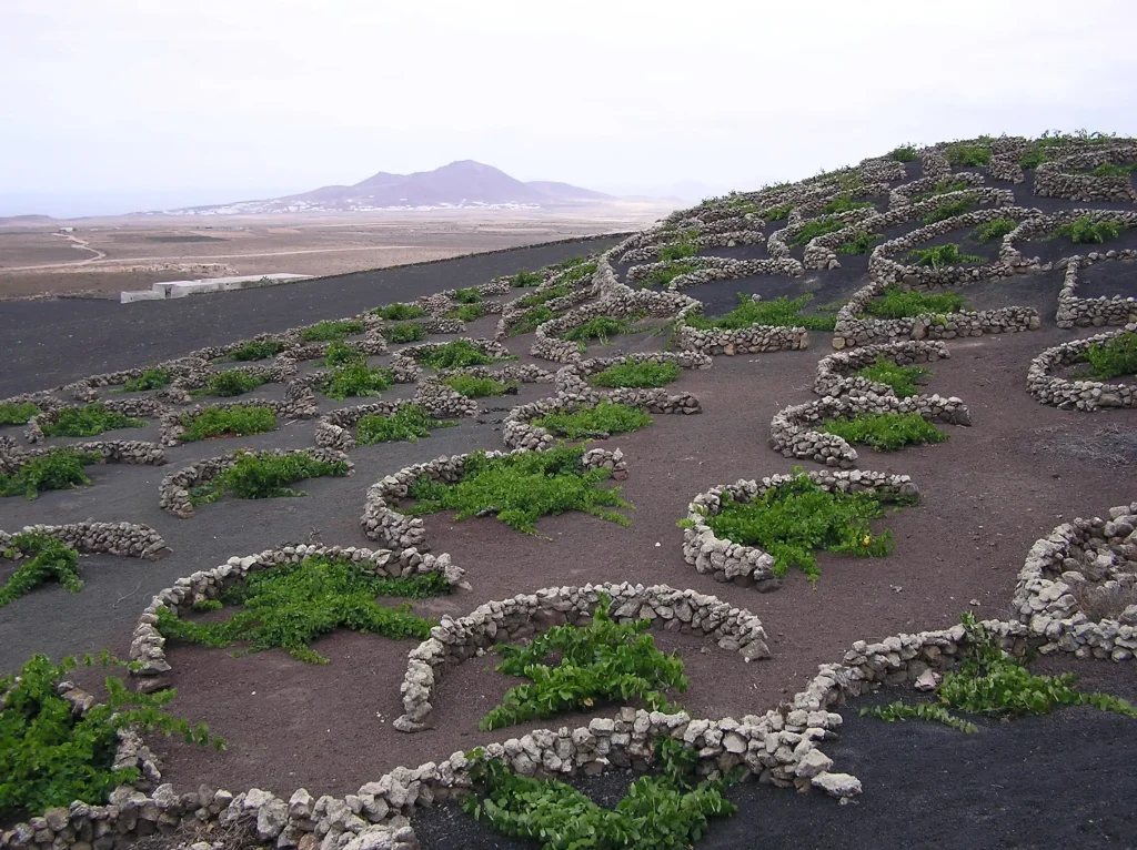 Lanzarote wines