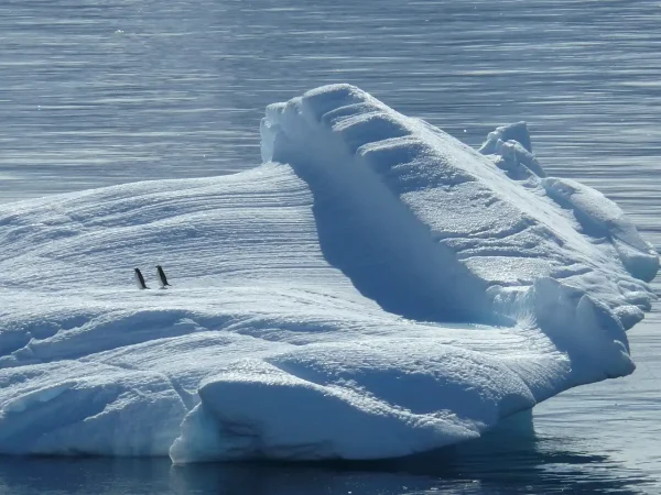 Polar