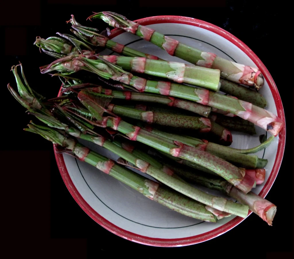 Japanese knotweed