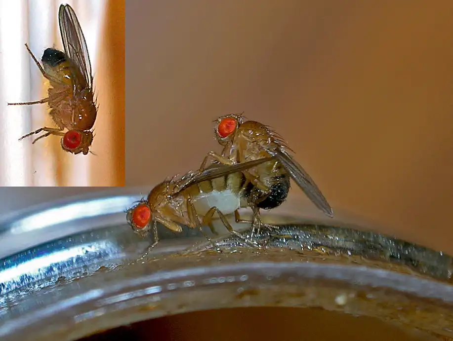 Fruit flies