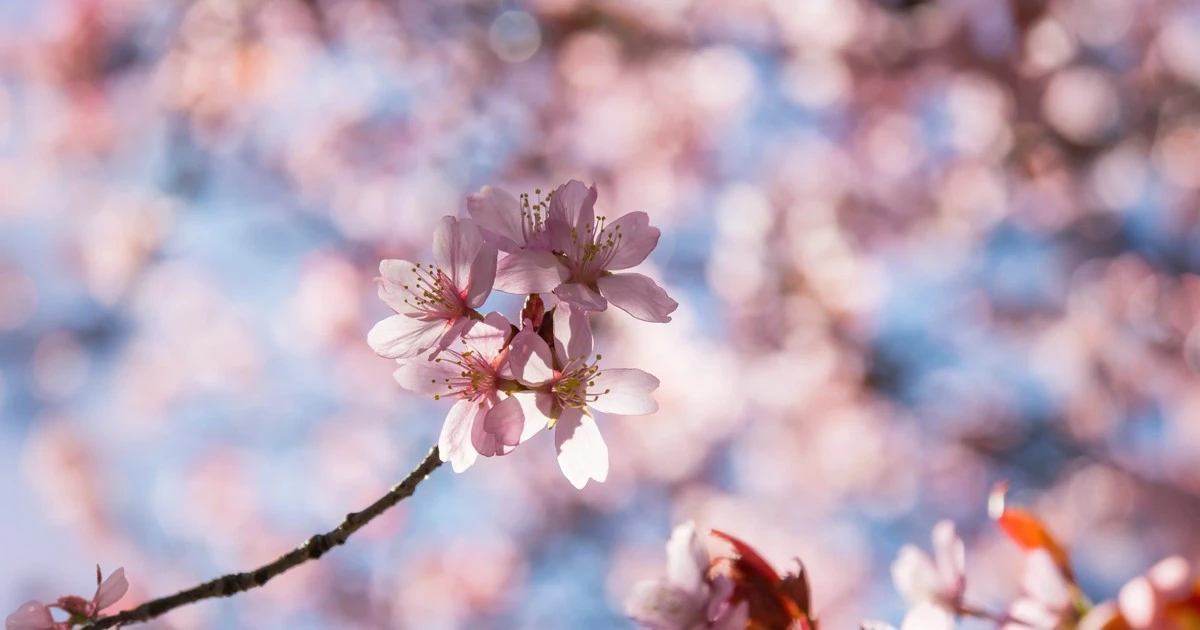 featured-image