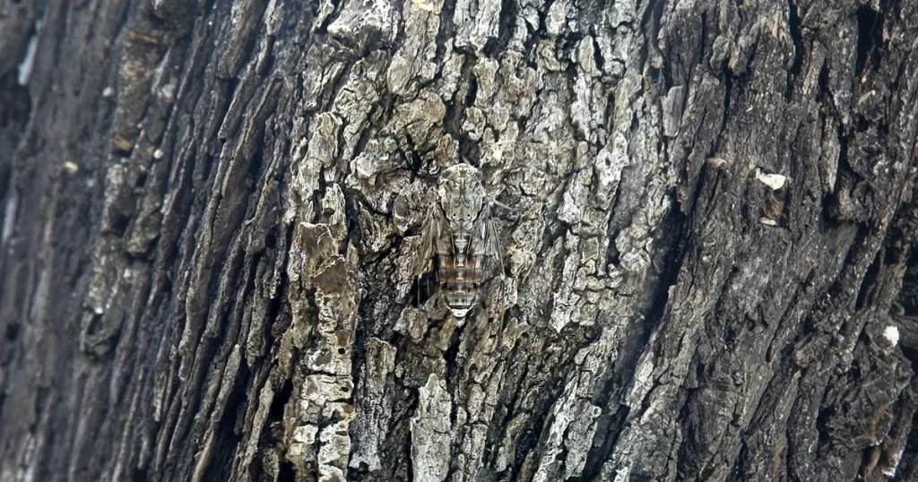 cicada