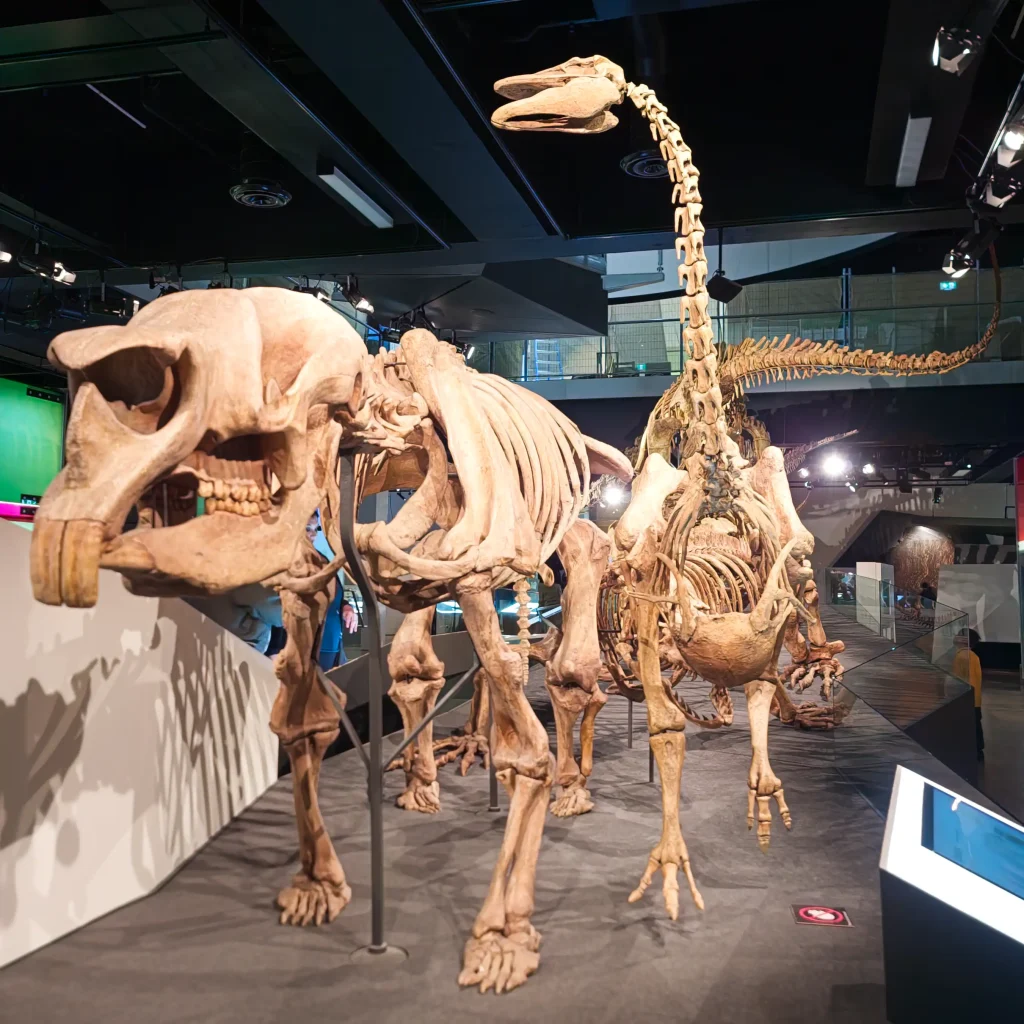 Australian megafauna