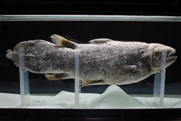 Coelacanth