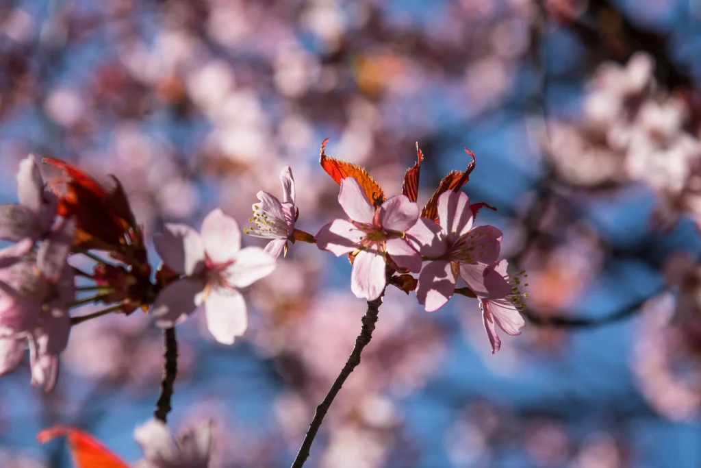 Blossomise