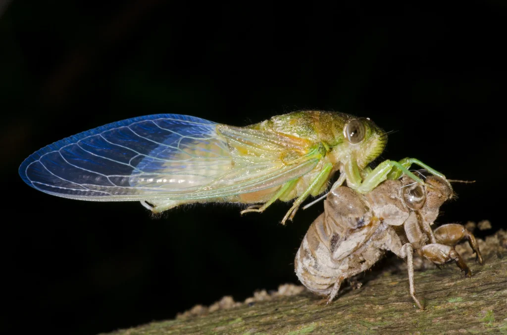cicada