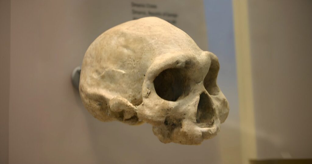 brain size