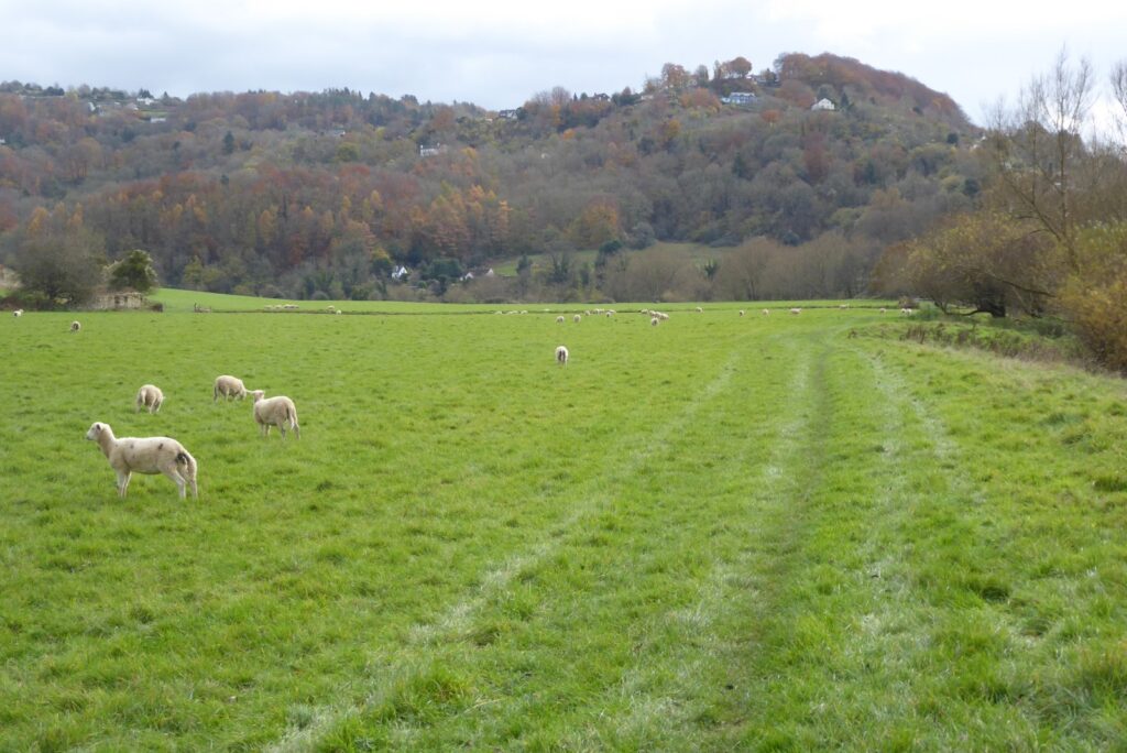 Environmental Impact