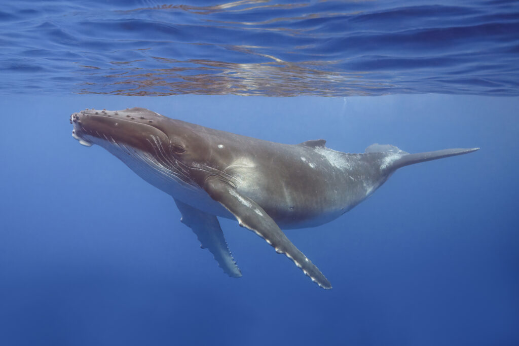 Humpback whales