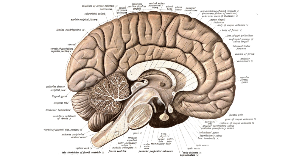 brain size
