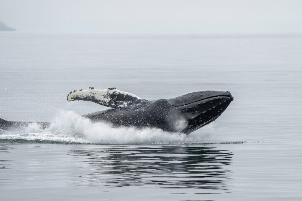 Humpback whales