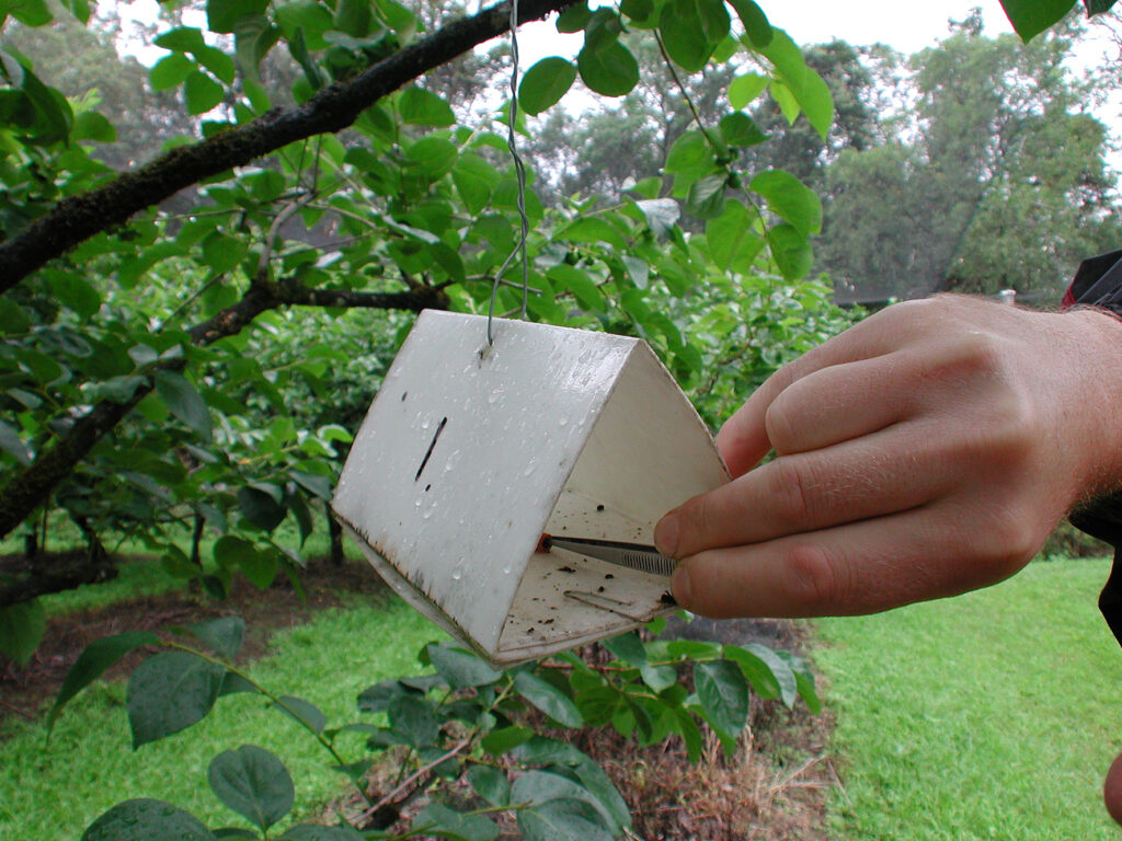 Ips typographus