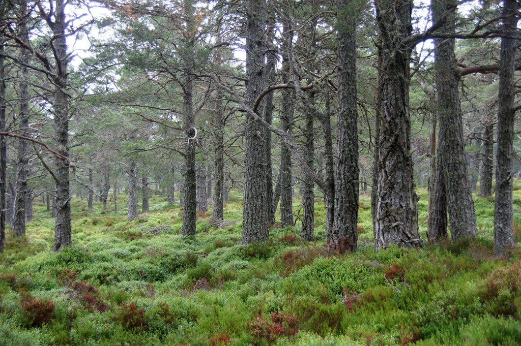 Walkhighlands