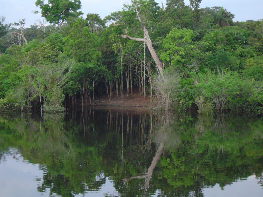 Amazon rainforest