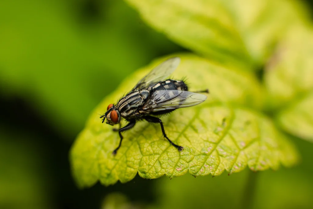 Beauveria Bassiana