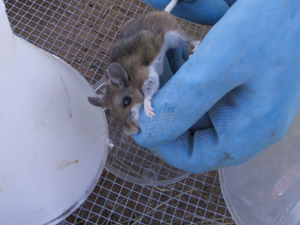 Hantavirus