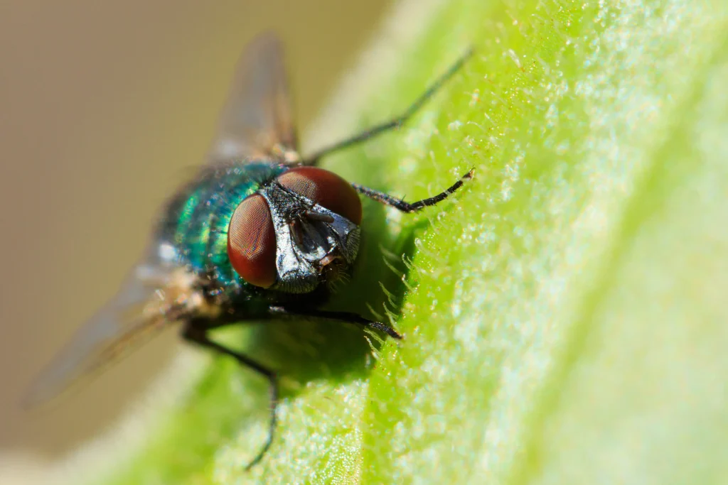 Beauveria Bassiana