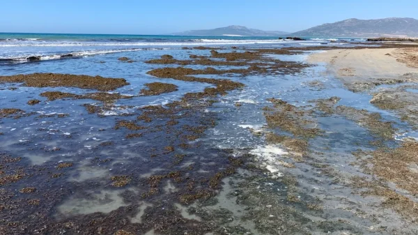 Seaweed