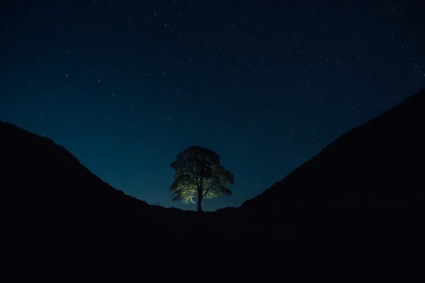 sycamore