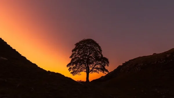 sycamore