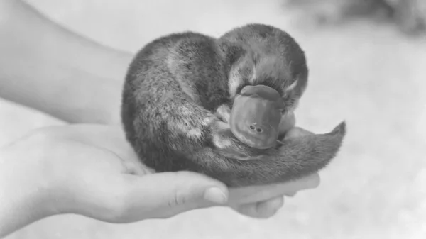 Platypus
