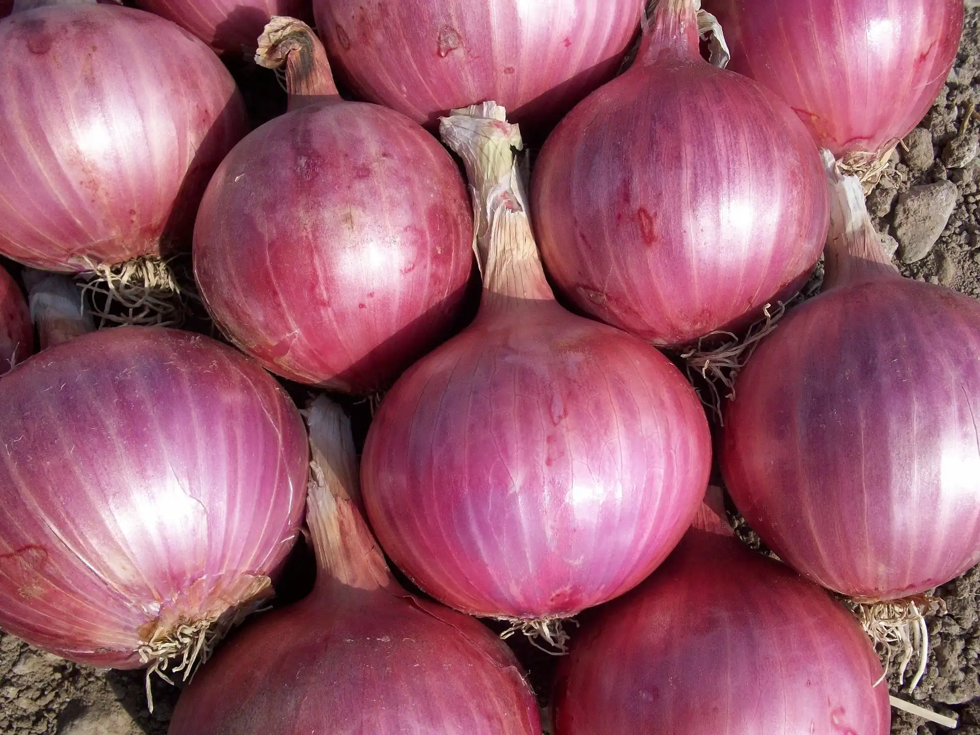 onions