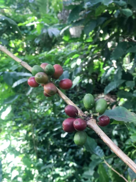 Caffeine