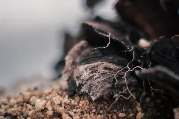 Mycelium