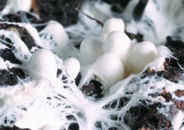 Mycelium