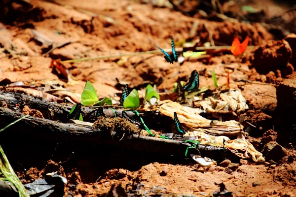 Conservation Biology