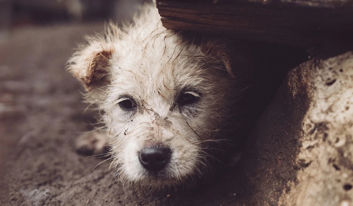 featured-image