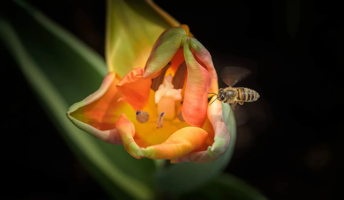 featured-image