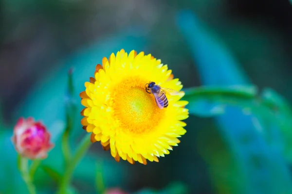 Pollination Biology