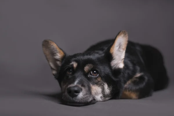 Search And Rescue Dog Training