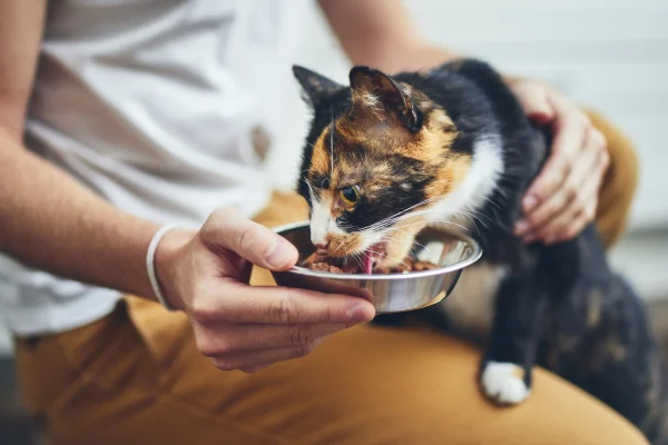Feline Behaviour and Psychology